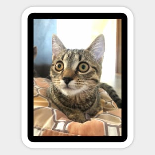 Surprised cat Sticker